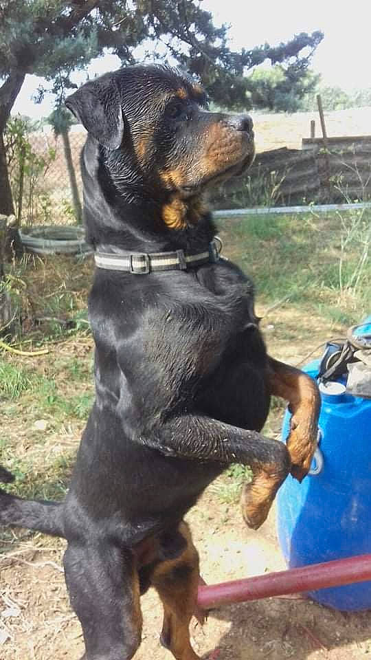 Orphé a rejoint le concours — aidez-le/la à gagner de superbes lots ! canidae, carnivore, collar, companion_dog, dog, dog_breed, dog_collar, fur, grass, hunting_dog, paw, plant, rottweiler, sky, snout, sporting_group, terrestrial_animal, tree, working_animal, working_dog