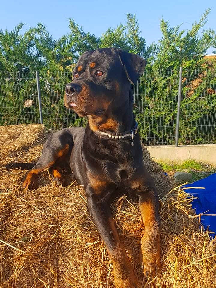 Orphé a rejoint le concours — aidez-le/la à gagner de superbes lots ! canidae, carnivore, collar, companion_dog, dog, dog_breed, fawn, grass, guard_dog, hound, liver, plant, sky, snout, soil, sporting_group, terrestrial_animal, tree, working_animal, working_dog