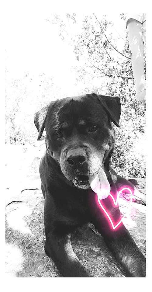 Orphé a rejoint le concours — aidez-le/la à gagner de superbes lots ! borador, canidae, carnivore, collar, companion_dog, dog, dog_breed, dog_collar, fawn, grass, guard_dog, molosser, monochrome, monochrome_photography, plant, snout, sporting_group, tree, whiskers, working_animal