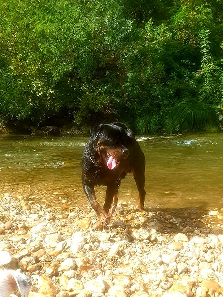 Orphé a rejoint le concours — aidez-le/la à gagner de superbes lots ! bank, carnivore, companion_dog, creek, dog, dog_breed, fawn, fluvial_landforms_of_streams, grass, lake, plant, snout, stream, tail, terrestrial_animal, tree, water, water_resources, watercourse, working_animal