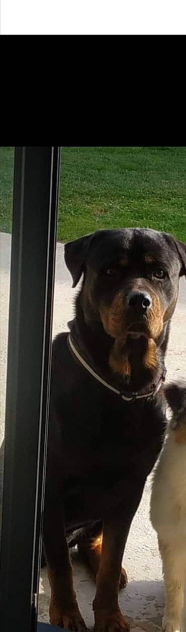 Orphé participe au concours pour gagner de l'argent avec cette photo : borador, carnivore, collar, companion_dog, dog, dog_breed, dog_collar, fawn, fur, guard_dog, pet_supply, rottweiler, snout, sporting_group, terrestrial_animal, vehicle_door, whiskers, windshield, working_animal, working_dog