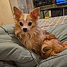 alert, animal, bedroom, blanket, chihuahua, cozy, curious, cushion, cute, dog, ears, fur, furniture, home, indoor, long_hair, pet, resting, small_dog, television