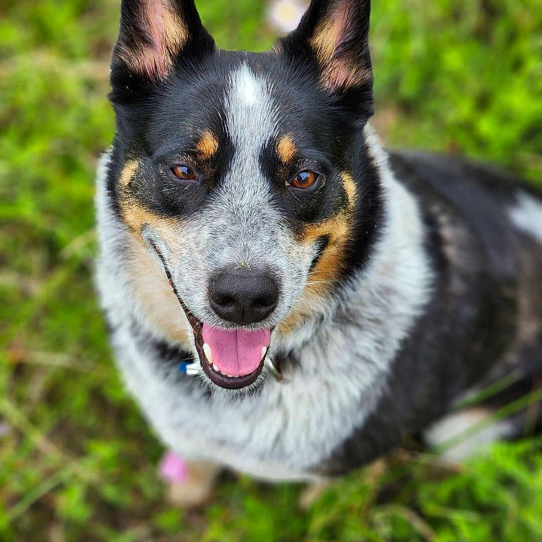 Trigger is registered to the contest to win money with this photo: accessories, animal, ball, bodypart, canine, dog, germanshepherd, grass, hound, husky, mouth, nature, outdoors, person, pet, plant, puppy, sport, tennis, tongue