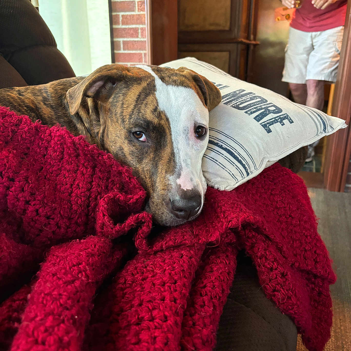 Maple is registered to the contest to win money with this photo: accessories, adult, animal, bag, blanket, canine, clothing, couch, cushion, dog, furniture, handbag, homedecor, hound, male, man, person, pet, pillow, shorts