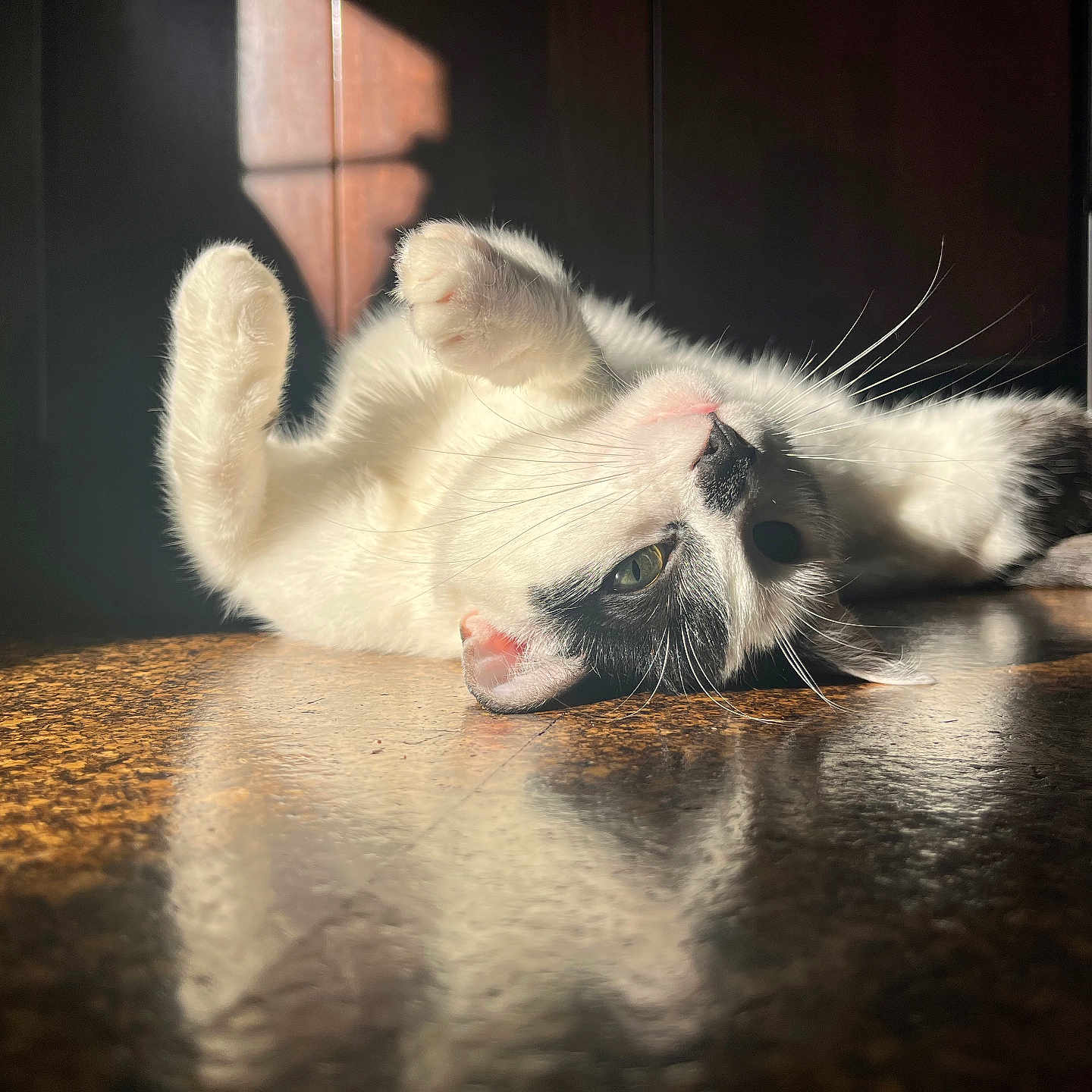 Phoebe