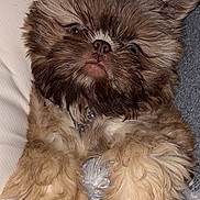 Oliver Cornelius Ii joined the competition — help win amazing prizes! dog, puppy, small_dog, shaggy_fur, brown_fur, floppy_ears, facial_expression, lying_down, belly_up, paws, pet, cuddling, person, portrait, indoor, blanket, soft_texture, close_up, playful, adorable