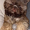 dog, puppy, small_dog, shaggy_fur, brown_fur, floppy_ears, facial_expression, lying_down, belly_up, paws, pet, cuddling, person, portrait, indoor, blanket, soft_texture, close_up, playful, adorable