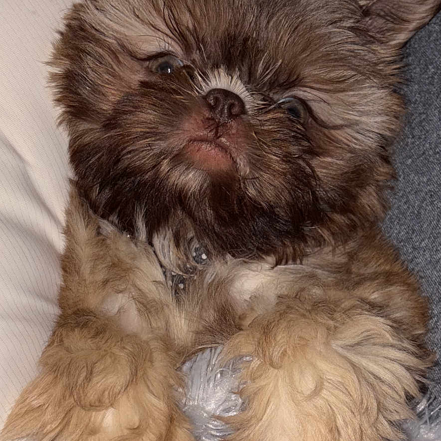 Oliver Cornelius Ii