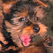Choupette participe au concours pour gagner de l'argent avec cette photo : dog, puppy, close_up, black_fur, brown_fur, pet, mouth_open, tongue, teeth, animal, cute, small_dog, fur, ears, nose, indoor, expression, blurry_background, canine, mammal