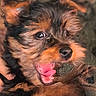 dog, puppy, close_up, black_fur, brown_fur, pet, mouth_open, tongue, teeth, animal, cute, small_dog, fur, ears, nose, indoor, expression, blurry_background, canine, mammal