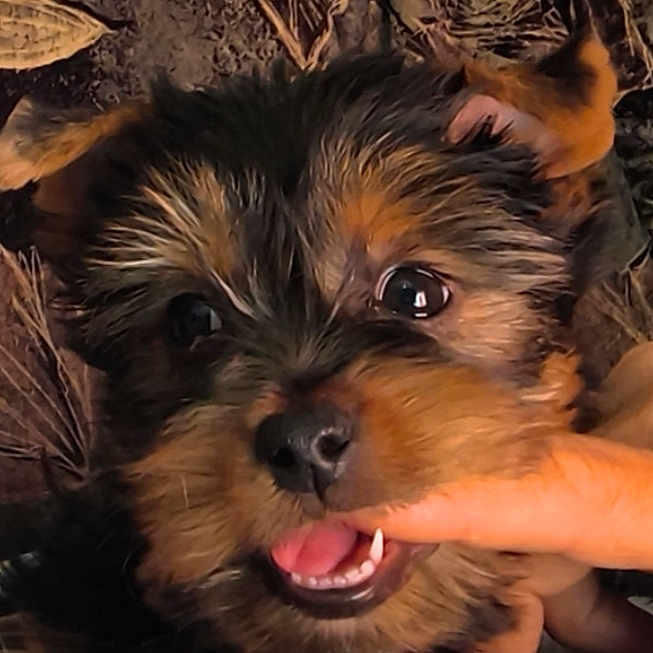Choupette a rejoint le concours — aidez-le/la à gagner de superbes lots ! puppy, dog, pet, face, eyes, mouth, tongue, bite, finger, hand, fur, cute, animal, closeup, indoor, blanket, pattern, cozy, playful, adorable