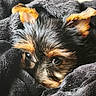 dog, puppy, small_dog, black_fur, brown_fur, ears, eyes, blanket, cozy, soft_texture, pet, animal, cute, domestic_animal, fur, resting, close_up, indoors, cage_bars, snuggled