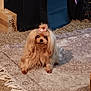 dog, small_dog, long_hair, bow, indoor, rug, carpet, pet, animal, brown_fur, cute, sitting, looking, household, box, floor, furniture, cozy, domestic, companion