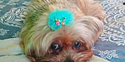 Chloe is registered to the contest to win money with this photo: dog, small_dog, fluffy, flower_accessory, bed, bedspread, patterned, plastic_container, indoor, pet, cute, looking_up, fur, animal, resting, home, person_partial, relaxed, closeup, domestic