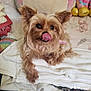 Chloe is registered to the contest to win money with this photo: dog, small_dog, pet, yorkshire_terrier, blanket, licking_nose, fur, collar, cute, indoors, plush_toy, soft, cozy, resting, bed, colorful, pink, animal, fur_texture, portrait