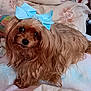 Chloe joined the competition — help win amazing prizes! dog, small_dog, long_hair, blue_bow, pet, indoor, blanket, fluffy, cute, canine, fur, animal, companion, portrait, cozy, looking_up, decor, soft, domestic, toy