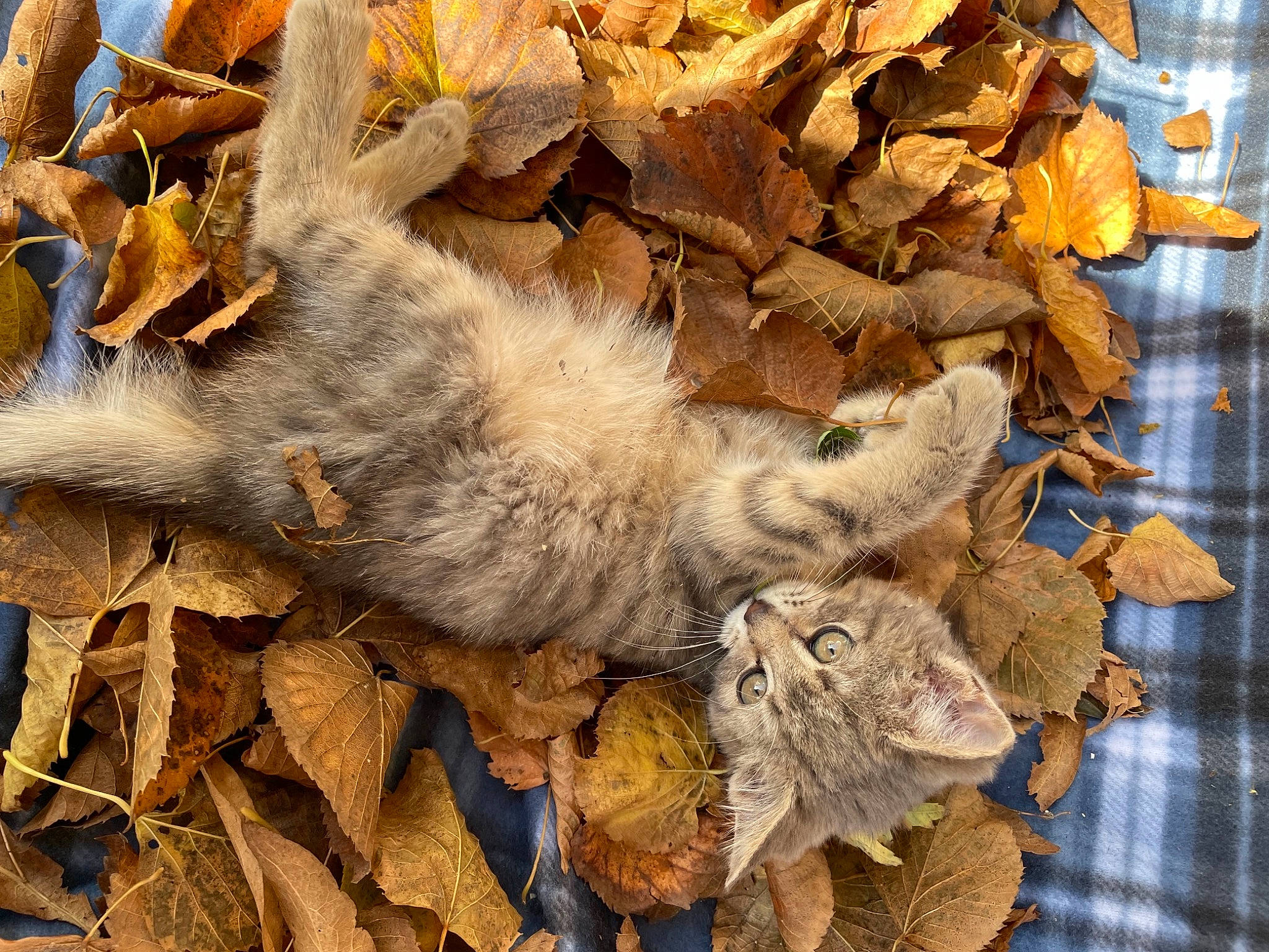 Sophia is registered to the contest to win money with this photo: art, fawn, felidae, fur, groundcover, natural_material, plant, soil, tail, terrestrial_animal, wildlife, wood