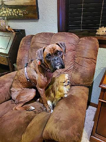 Muppet is registered to the contest to win money with this photo: boxer, canidae, carnivore, collar, comfort, companion_dog, dog, dog_breed, dog_supply, fawn, guard_dog, hardwood, liver, picture_frame, snout, sporting_group, window_blind, wood, working_animal, working_dog