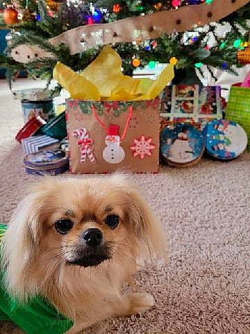 Muppet joined the competition — help win amazing prizes! canidae, carnivore, christmas_decoration, christmas_ornament, christmas_tree, companion_dog, dog, dog_breed, dog_supply, event, fawn, fur, holiday, liver, snout, sporting_group, stuffed_toy, toy_dog, wood, working_animal