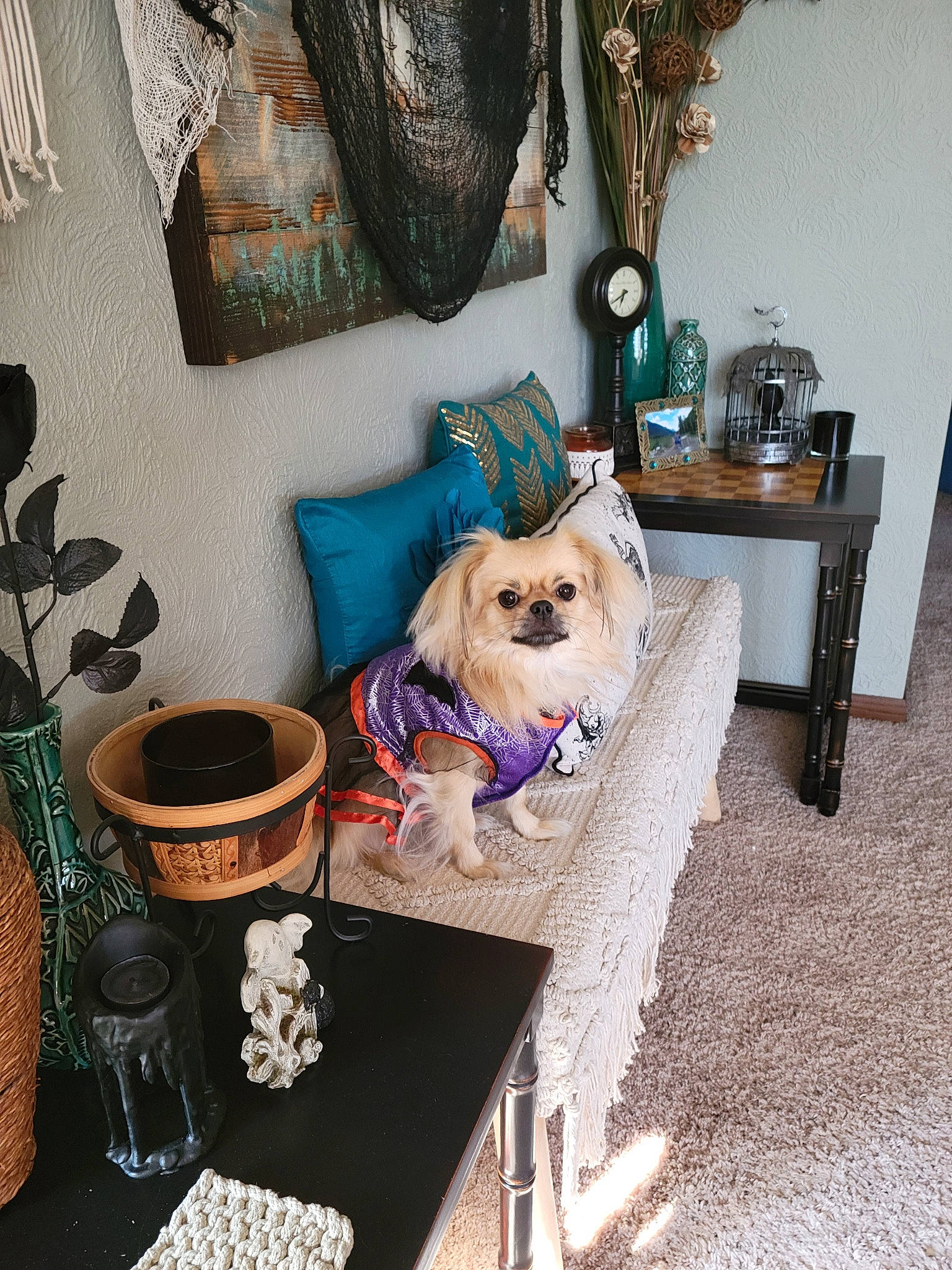 Muppet joined the competition — help win amazing prizes! carnivore, companion_dog, dog, dog_breed, dog_supply, fawn, flooring, fur, furniture, grey, interior_design, living_room, pet_supply, picture_frame, plant, room, sporting_group, toy_dog, tree, wood