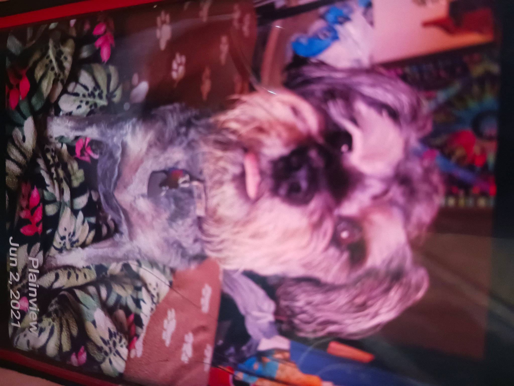 Sir Henry Bojangles is registered to the contest to win money with this photo: canidae, carnivore, companion_dog, dog, dog_breed, fawn, felidae, fictional_character, flesh, fur, magenta, painting, pink, purple, room, schnauzer, snout, sporting_group, toy_dog, visual_arts