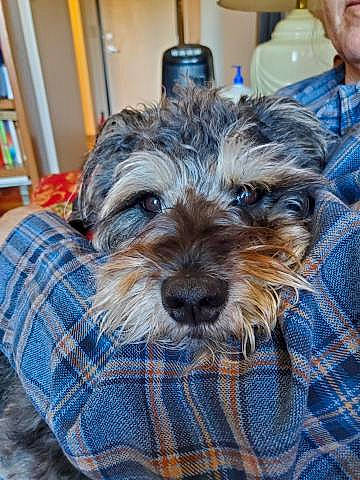 Sir Henry Bojangles joined the competition — help win amazing prizes! blue, bookcase, canidae, carnivore, chair, comfort, companion_dog, dog, dog_breed, dog_supply, liver, pattern, plaid, shelf, small_terrier, snout, tartan, terrier, toy_dog, working_animal