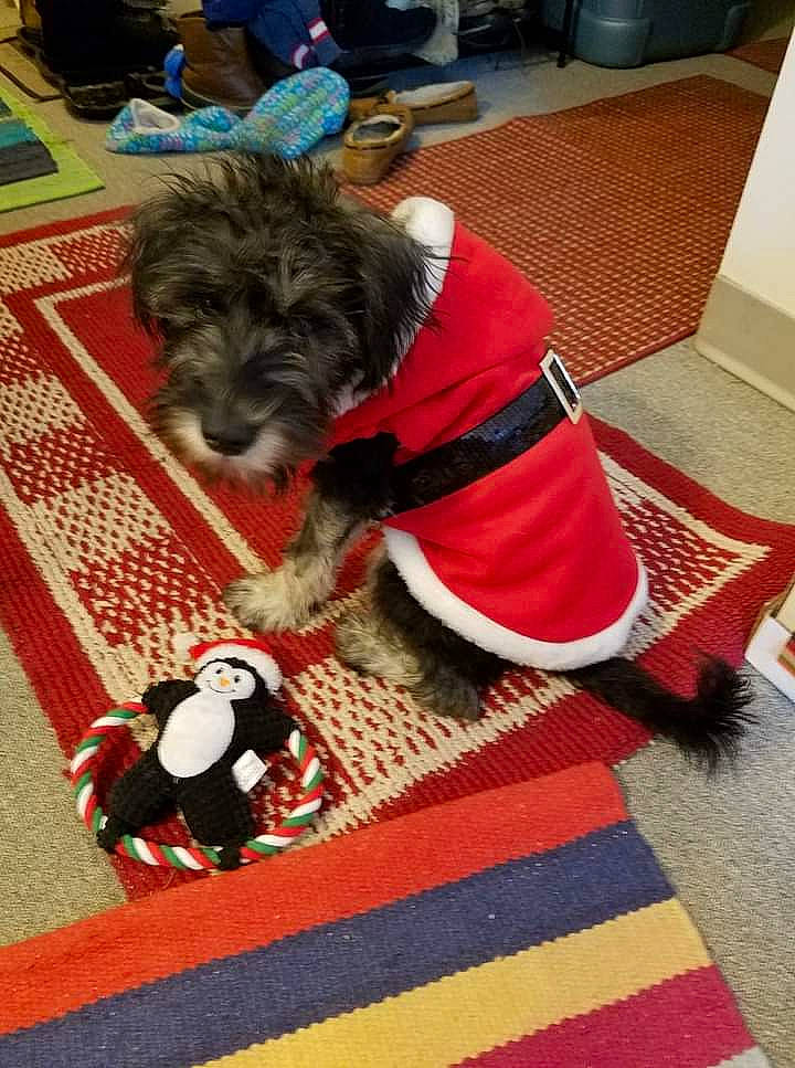 Sir Henry Bojangles joined the competition — help win amazing prizes! canidae, carmine, carnivore, companion_dog, dog, dog_breed, dog_clothes, dog_supply, event, floor, flooring, fur, mammal, pet_supply, small_terrier, sporting_group, terrier, toy_dog, vertebrate, working_animal