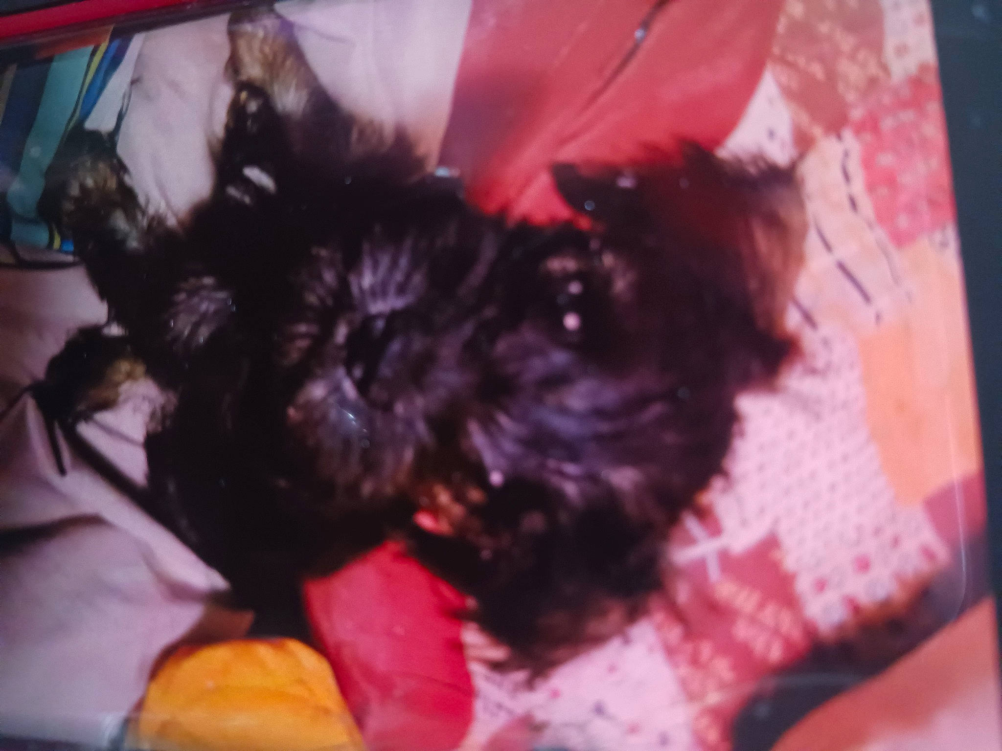 Sir Henry Bojangles is registered to the contest to win money with this photo: canidae, carnivore, comfort, companion_dog, dog, dog_breed, dog_supply, fur, liver, magenta, nap, non_sporting_group, small_terrier, snout, sporting_group, tail, terrier, toy_dog, working_animal