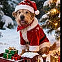 canine, celebration, christmas_lights, christmas_tree, cute, dog, festive, gold, green, holiday, outdoor, pet, presents, red, santa_costume, santa_hat, seasonal, snow, toy_train, winter
