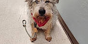 Win joined the competition — help win amazing prizes! dog, leash, bandana, hallway, floor, pet, animal, fur, cute, waiting, indoor, canine, brown, small_dog, ears, nose, eyes, tail, paw, tile_floor