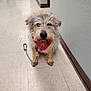 animal, bandana, brown, canine, cute, dog, ears, eyes, floor, fur, hallway, indoor, leash, nose, paw, pet, small_dog, tail, tile_floor, waiting