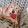 Win joined the competition — help win amazing prizes! dog, bandana, armchair, patterned_fabric, blanket, rope_toy, pet, relaxed, indoor, cozy, scruffy, fur, paws, canine, companion, resting, cute, animal, looking, home