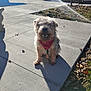 Win is registered to the contest to win money with this photo: dog, bandana, outdoor, sunlight, sidewalk, shadow, grass, leaves, happy, pet, canine, smiling, daytime, park, nature, fur, animal, bench, concrete, tree