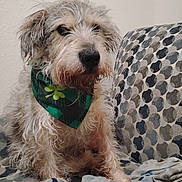 Win is registered to the contest to win money with this photo: dog, bandana, green, shamrock, couch, blanket, fur, pet, indoor, cozy, scruffy, sitting, looking_away, wall, patterned_fabric, cute, animal, domestic, companion, relaxed