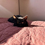 Bandit a rejoint le concours — aidez-le/la à gagner de superbes lots ! cat, black_cat, pet, animal, feline, ears, eyes, crouching, lying_down, bed, quilt, blanket, bedroom, indoors, home, pink, sunlight, shadow, portrait, close_up