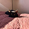 cat, black_cat, pet, animal, feline, ears, eyes, crouching, lying_down, bed, quilt, blanket, bedroom, indoors, home, pink, sunlight, shadow, portrait, close_up