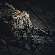 Gaia participe au concours pour gagner de l'argent avec cette photo : dog, brindle, lying_down, wooden_floor, close_up, moody_lighting, texture, animal, pet, resting, portrait, dark_background, quiet, contemplative, fur, canine, floor, shadow, indoors, calm