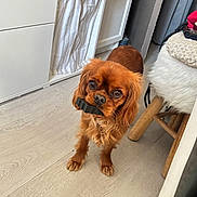 Arya a rejoint le concours — aidez-le/la à gagner de superbes lots ! animal, brown_dog, cabinet, canine, chair, cozy, curious, cute, dog, domestic, floor, fur, furniture, household, indoor, living_space, object_in_mouth, pet, small_dog, wooden_floor
