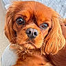 Arya a rejoint le concours — aidez-le/la à gagner de superbes lots ! animal, bed, brown_fur, canine, close_up, companion, cute, dog, domestic, expression, friend, furry, indoor, looking, paw, pet, portrait, relaxed, resting, soft_light