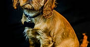 Arya a rejoint le concours — aidez-le/la à gagner de superbes lots ! animal, canine, cockerspaniel, dog, papillon, pet, puppy, terrier