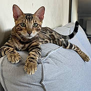 Fufu joined the competition — help win amazing prizes! cat, animal, pet, feline, spotted, couch, indoor, relaxed, ears, tail, whiskers, fur, curious, eyes, paws, resting, home, furniture, closeup, mammal