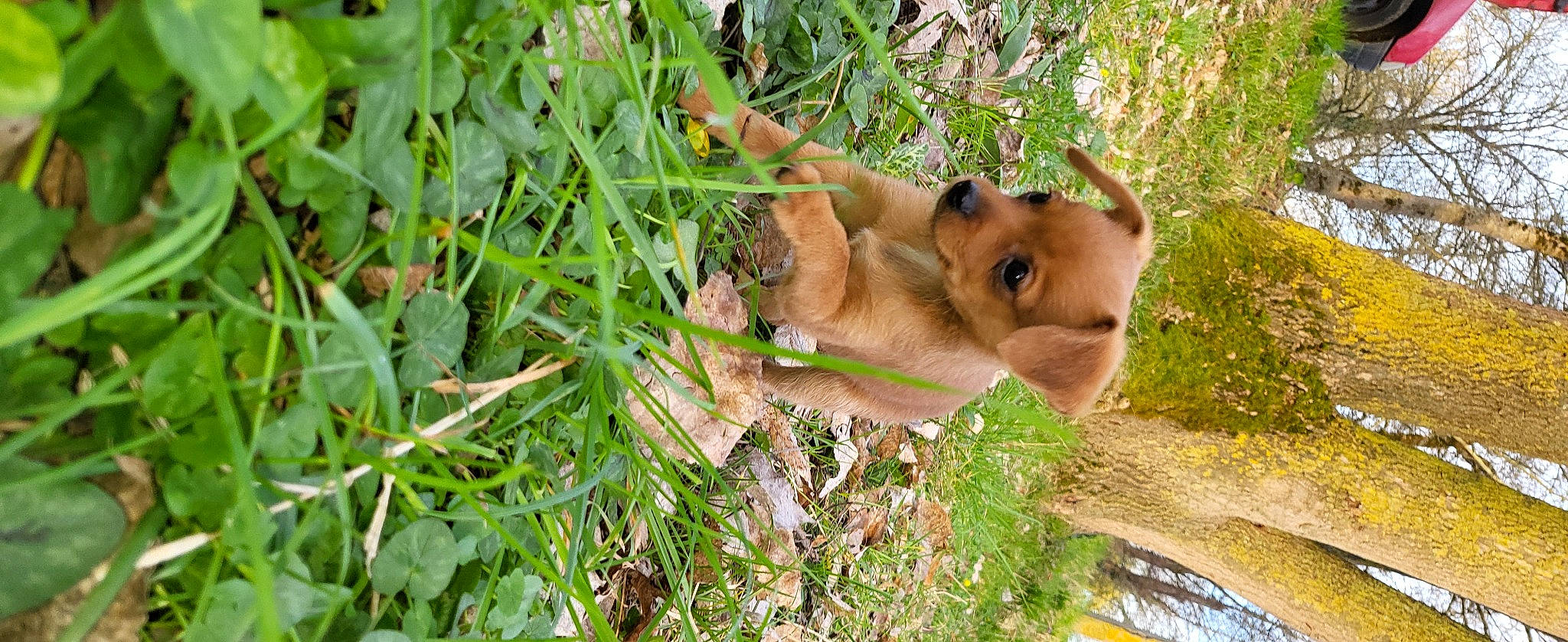 Shanna a rejoint le concours — aidez-le/la à gagner de superbes lots ! chipmunk, deer, dog_breed, fawn, fur, grass, groundcover, jungle, marsupial, organ_mountains_chipmunk, plant, plant_community, rodent, snout, squirrel, terrestrial_animal, vegetation, whiskers, wildlife, working_animal