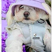 Izzy is registered to the contest to win money with this photo: animal, art, baseballcap, canine, cap, clothing, coat, collage, dog, flower, geranium, hat, jacket, pet, plant, puppy, purple, sunhat, terrier, whitedog