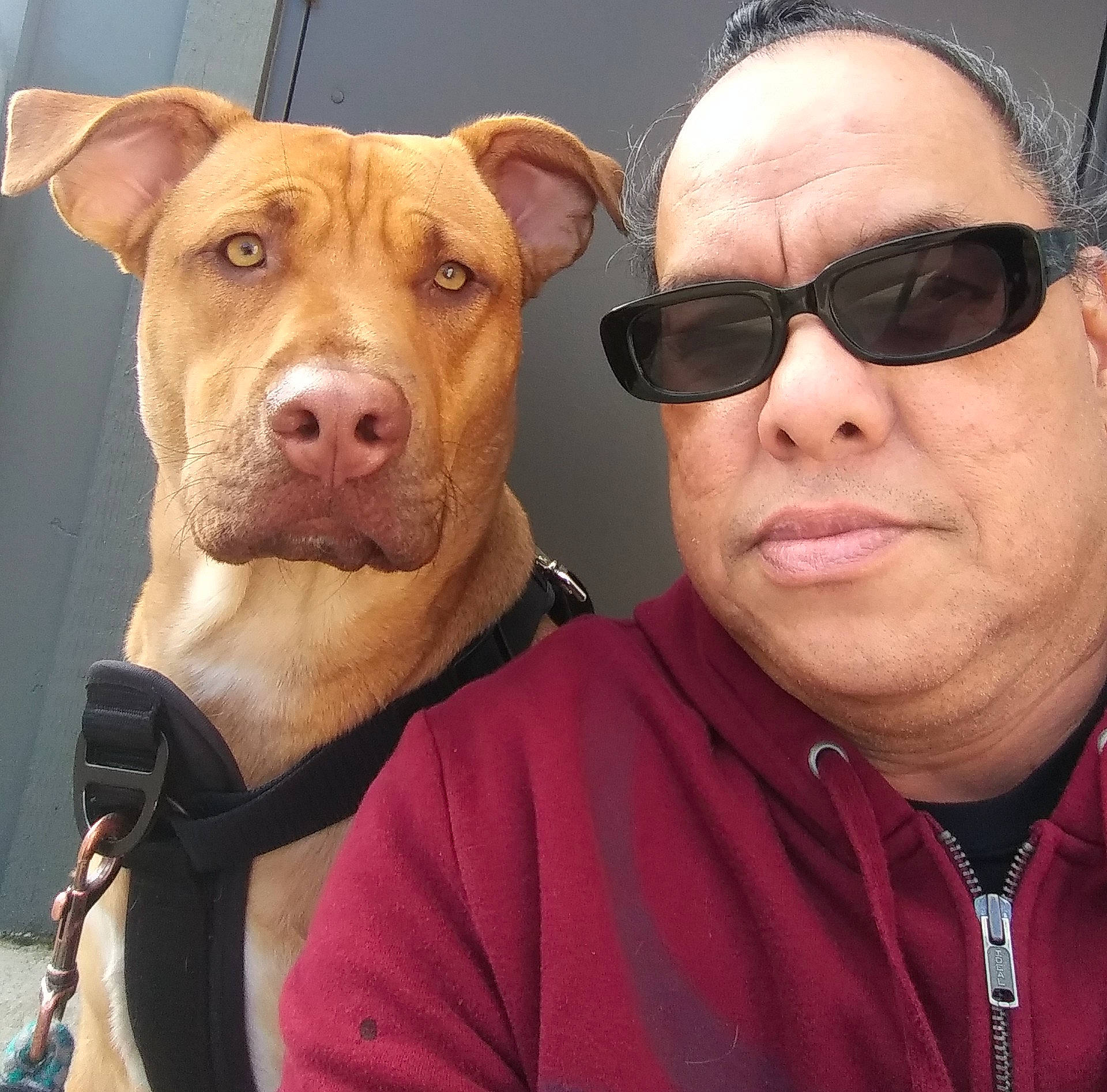Copper Enrique Meno joined the competition — help win amazing prizes! canidae, carnivore, companion_dog, cool, dog, dog_breed, eyewear, fawn, glasses, goggles, happy, muscle, nose, selfie, snout, sporting_group, sunglasses, t_shirt, vision_care, working_animal
