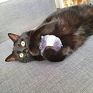 Billy a rejoint le concours — aidez-le/la à gagner de superbes lots ! animal, black_cat, cat, couch, cozy, cute, domestic_cat, ears, eyes, feline, fur, home, indoor, laying_down, pet, playful, plush_toy, relaxed, soft_toy, whiskers