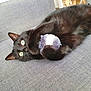 animal, black_cat, cat, couch, cozy, cute, domestic_cat, ears, eyes, feline, fur, home, indoor, laying_down, pet, playful, plush_toy, relaxed, soft_toy, whiskers