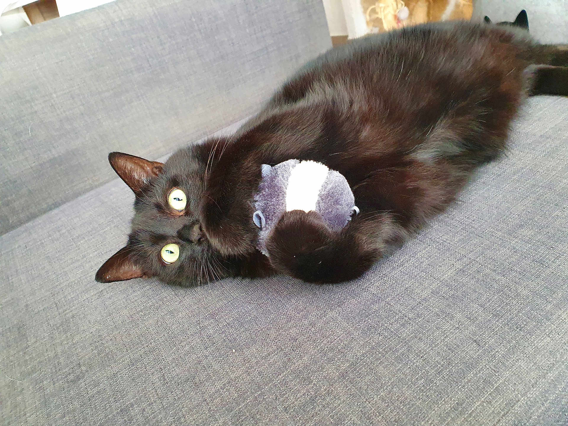 Billy a rejoint le concours — aidez-le/la à gagner de superbes lots ! animal, black_cat, cat, couch, cozy, cute, domestic_cat, ears, eyes, feline, fur, home, indoor, laying_down, pet, playful, plush_toy, relaxed, soft_toy, whiskers