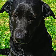 Pitta a rejoint le concours — aidez-le/la à gagner de superbes lots ! black_dog, dog, outdoor, grass, sunlight, pet, animal, canine, sitting, greenery, concrete, chair, daylight, portrait, phone_screenshot, mobile_interface, screen_capture, nature, animal_portrait, casual