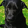 black_dog, dog, outdoor, grass, sunlight, pet, animal, canine, sitting, greenery, concrete, chair, daylight, portrait, phone_screenshot, mobile_interface, screen_capture, nature, animal_portrait, casual