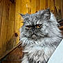 cat, gray_cat, fluffy_cat, stairs, wood_paneling, indoor, pet, feline, animal, long_hair, serious_expression, close_up, sitting, whiskers, ears, portrait, domestic_cat, house_pet, fur, muzzle